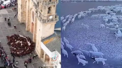 ovejas camunando circulo