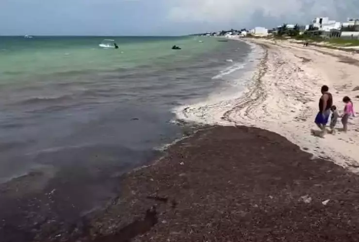 Así lucen las playas de Telchac Puerto con fuerte recale de sargazo este sábado 20 de julio