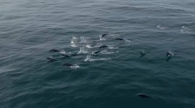 una vista de los delfines nadando por las aguas californianas.