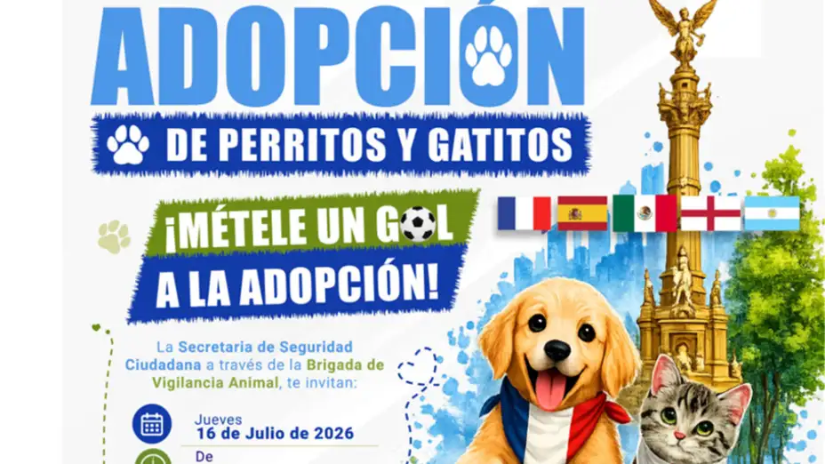 Adopción de gatitos y perritos.