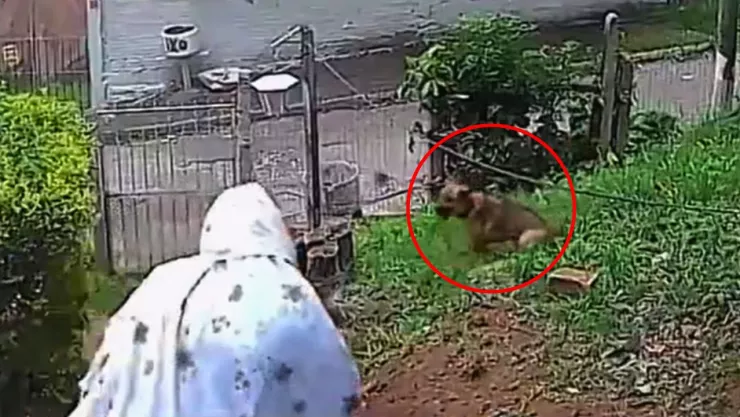 Ataque de abejas en un hogar quedó registrado por cámaras de seguridad