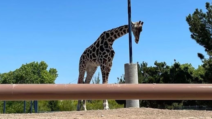 Jirafa Benito ir&aacute; al Africam Safari de Puebla