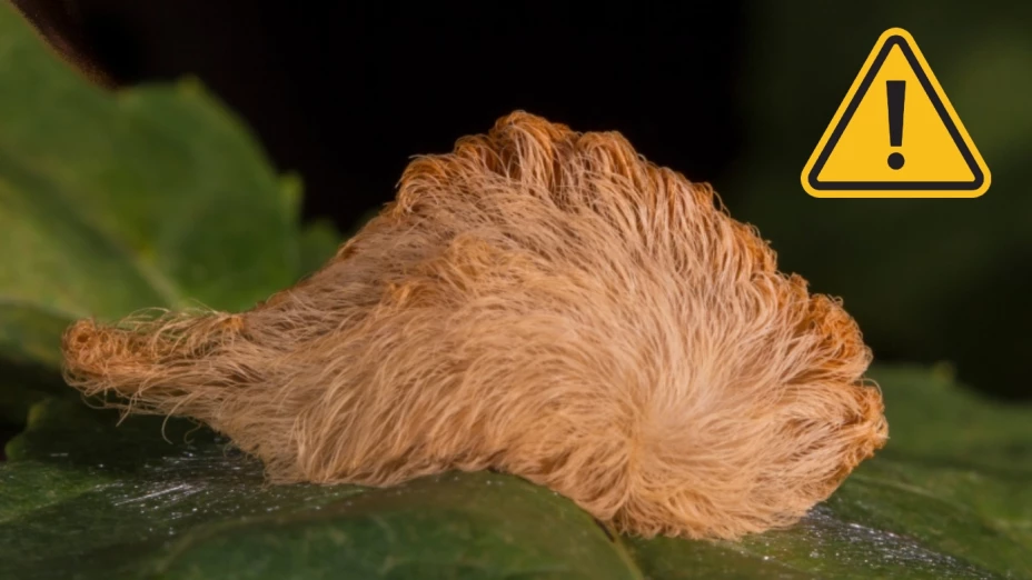Emiten ALERTA en este estado de México por aparición de oruga peluche; ¿Qué tan PELIGROSA es?