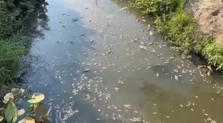 Muerte de peces a causa de la onda de calor en Veracruz