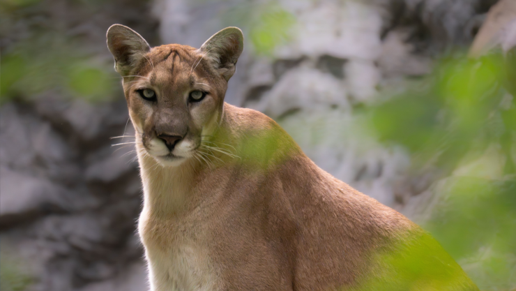 Qué hacer si te encuentras un puma Landa de Matamoros Querétaro
