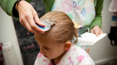 Dónde hacen nido los piojos y las liendres