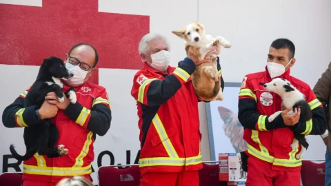cruz_roja_perritos_rescatistas