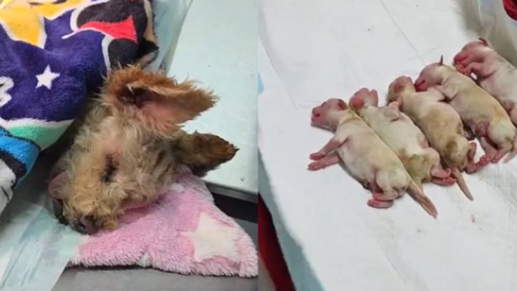 perrita-incedio-iztapalapa.png