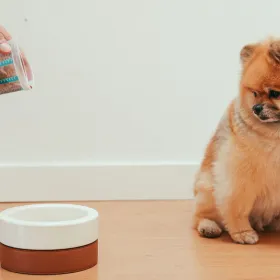 alimento para perros.jpg