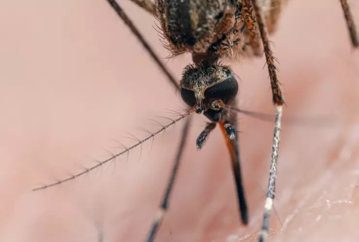 Nuevo brote de dengue en Nuevo León. ¿Cuántos días dura?