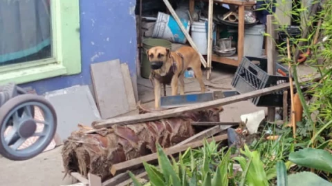 Rescatan perritos de maltrato animal en Hacienda la Cruz, El Marqués Querétaro