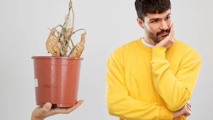 planta