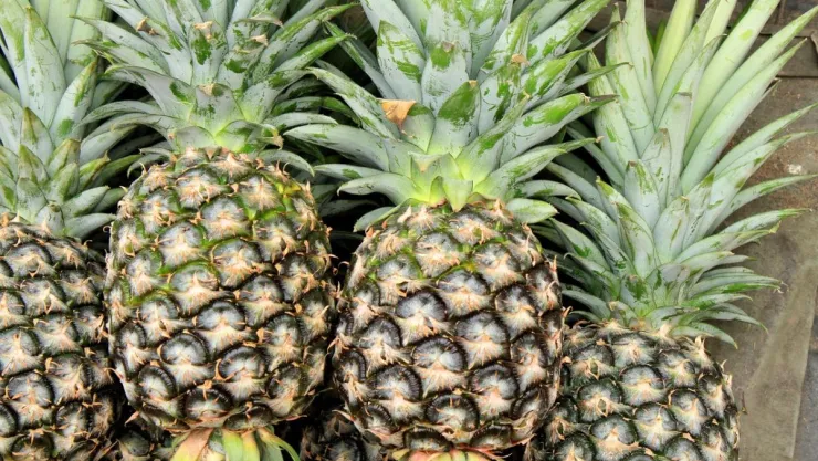 /estilo-de-vida/cuales-son-beneficios-salud-tepache