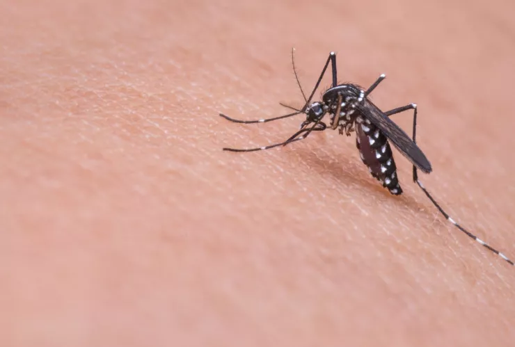 Repelentes caseros que usan en México para combatir al mosquito del dengue