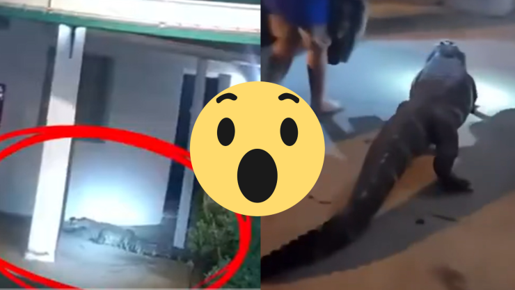 (VIDEO) Quería su ‘day pass’_ Caimán sorprende a turistas en un hotel de Virginia, EU.jpg