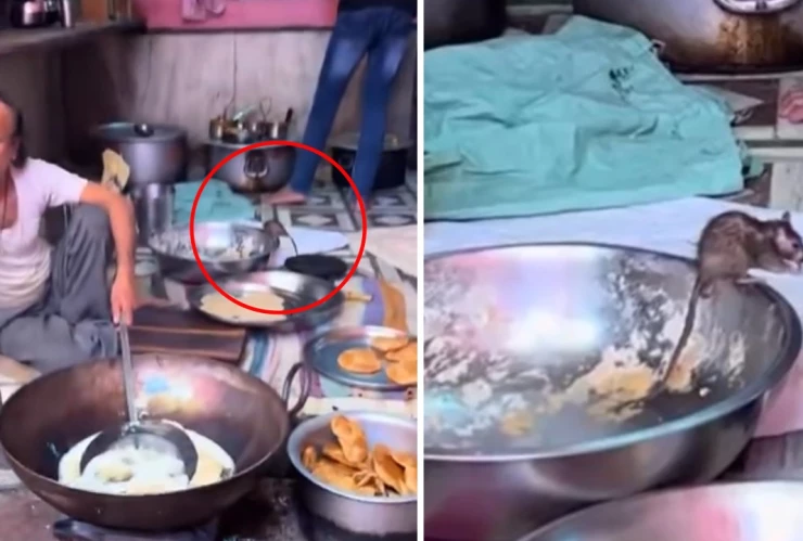 ratas en puesto de comida callejera