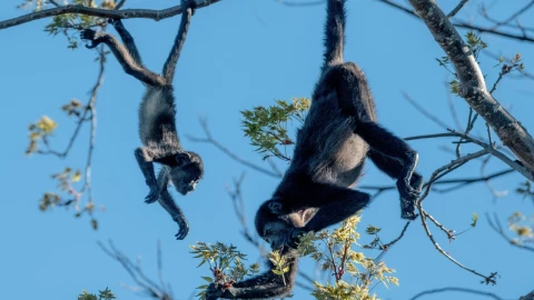 ¡Luchan por su vida! Tres crías de mono aullador fueron rescatadas en Veracruz; su salud, de pronóstico reservado