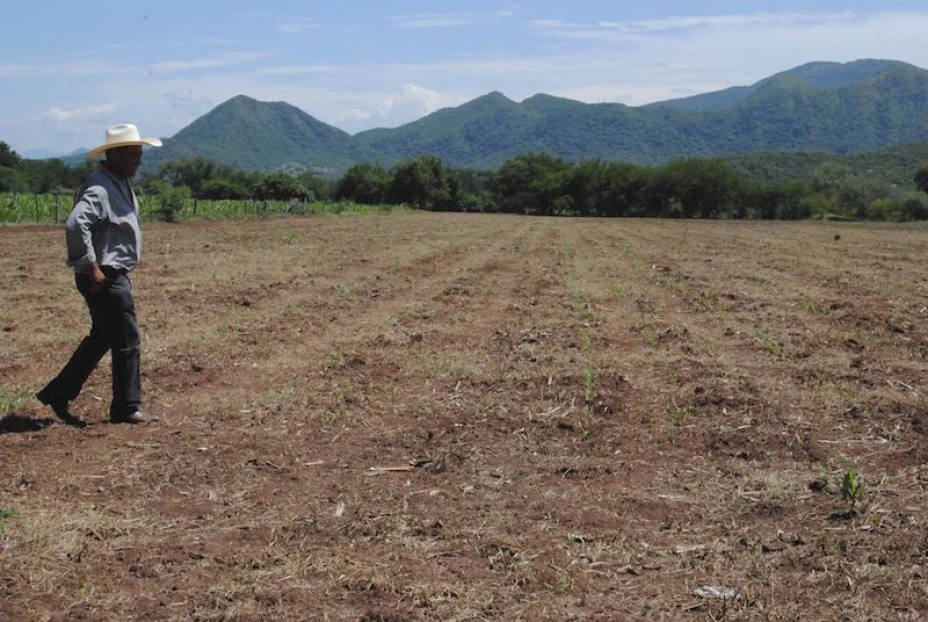 Cultivos agrícolas