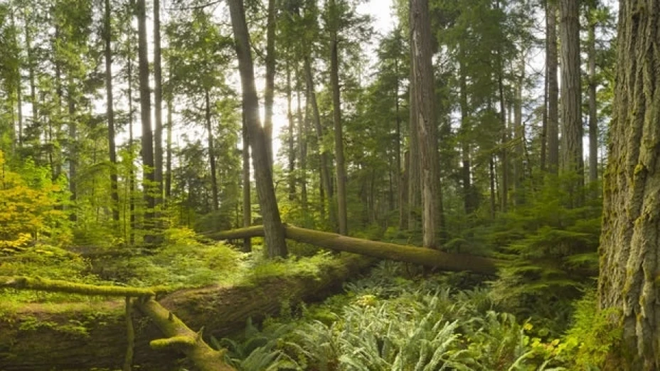 Lograr una certificación conlleva múltiples beneficios, como ahorros y mejoras para las organizaciones y empresas que forman parte de estos programa.