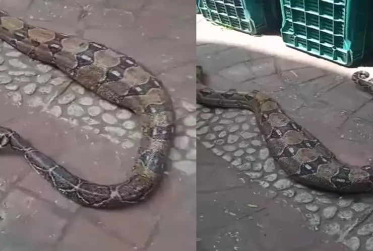 Boa se traga perro en Veracruz