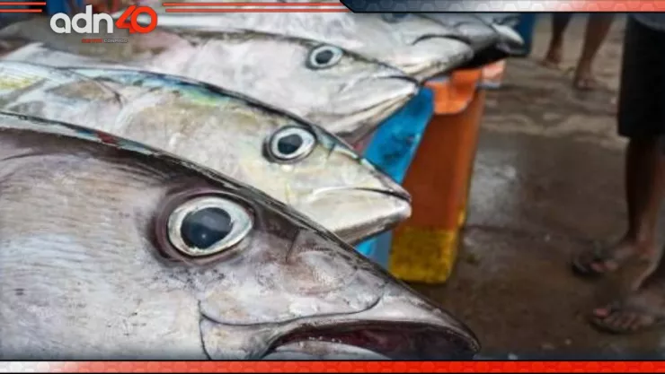 Estudio encuentra mercurio en 13 especies de pescado