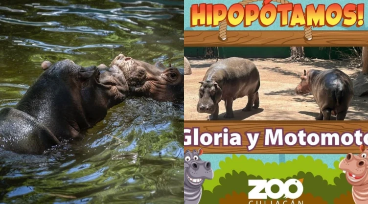 Muere “Motomoto” el hipopótamo de 3 años en zoológico de Sinaloa