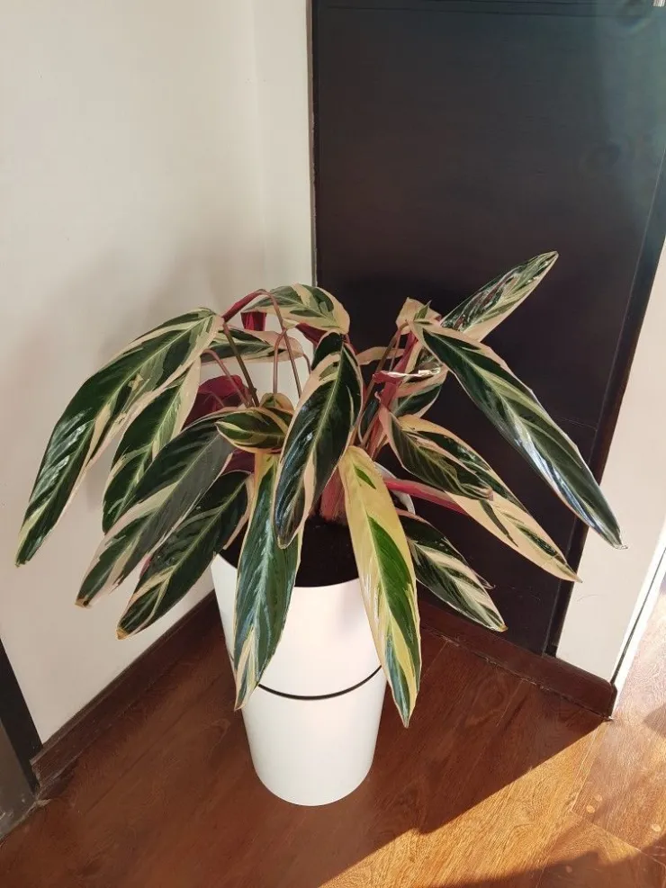 5 plantas de interior pequeñas que puedes poner en la sala o el dormitorio: se ven realmente aesthetic