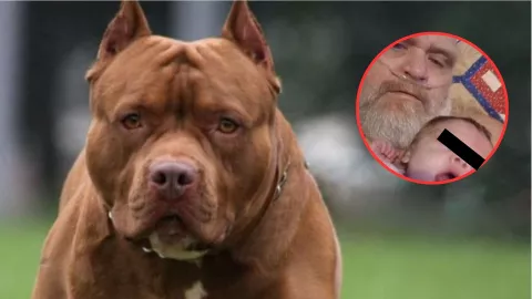 Abuelo y su nieta mueren tras ser atacados por 7 pitbulls en Tennessee, Estados Unidos