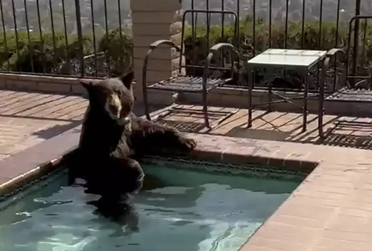 Oso nada en jacuzzi