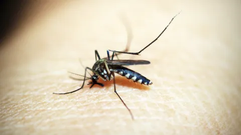 El aceite de coco es el mejor remedio natural en contra de los mosquitos