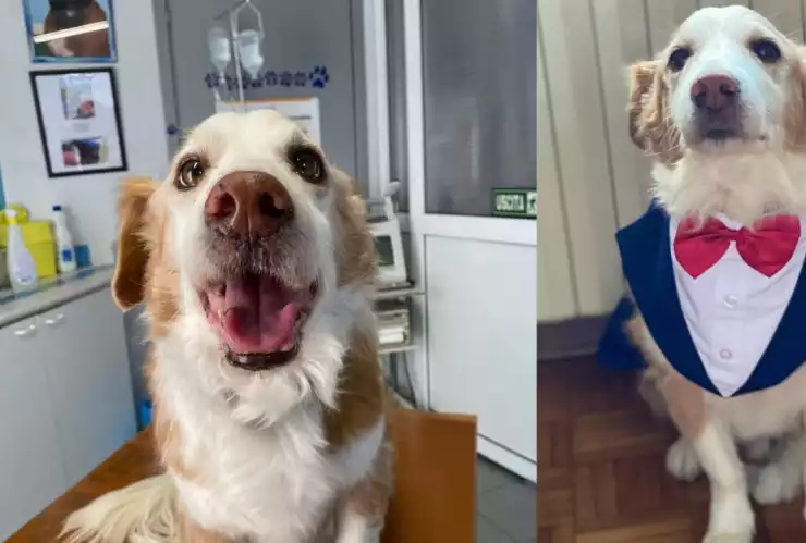 ¡Triste! Muere Mazapán, perrito influencer que viajó de México a Italia