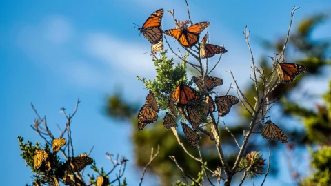 Razones por la que cambiaron la clasificación de riesgo de la mariposa monarca