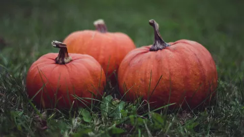 Festival de la Calabaza y el Otoño 2024