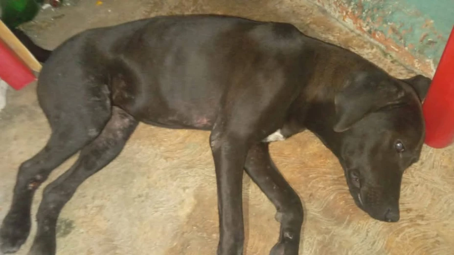 Indignación entre los yucatecos por presunto caso de maltrato animal en Kanasín