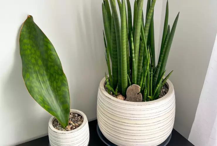 Sansevieria, lengua de suegra o espada de San Jorge