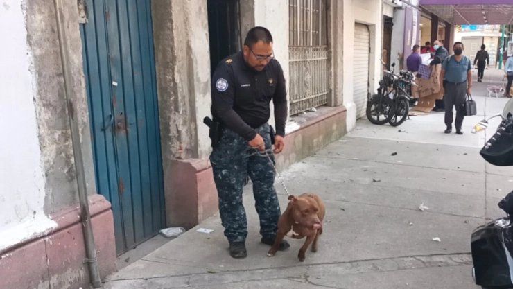 persecución policía mordida perro detenidos