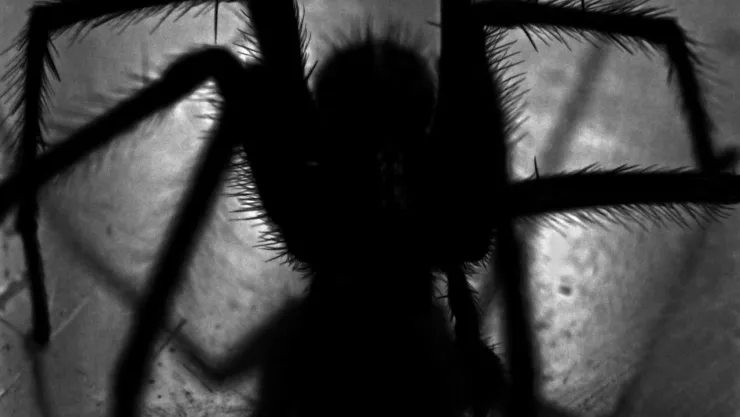 Cuídate de estos 3 insectos ponzoñosos en Aguascalientes