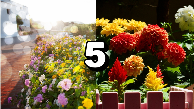 /estilo-de-vida/plantas-flores-otono-jardin-verde-hasta-noviembre