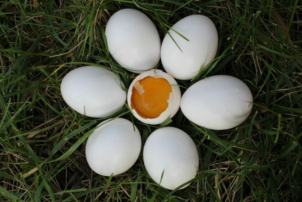 quien fue primero el huevo o la gallina respuesta