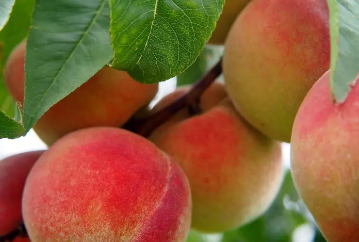 Huertos urbanos Gasto o inversión para la economía familiar