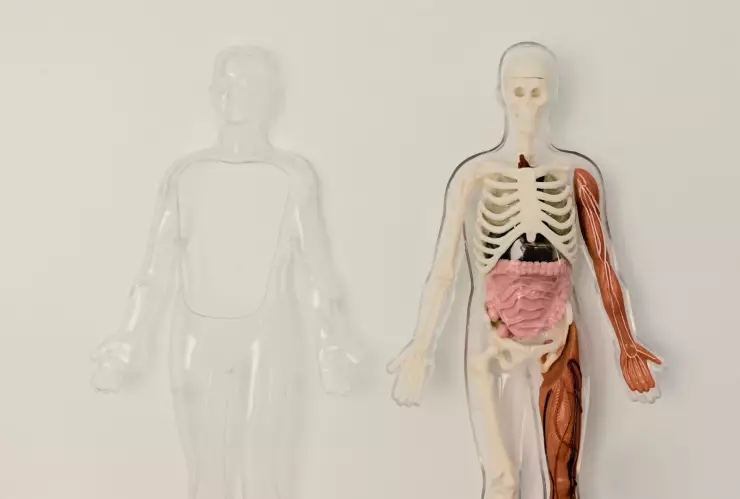 Donación de órganos