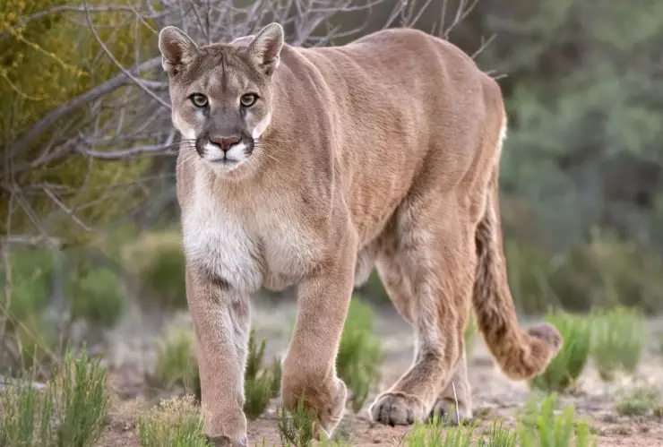 Un hombre luch&oacute; a muerte contra un Puma en Tamaulipas