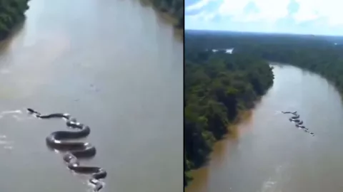 anaconda en el río amazonas