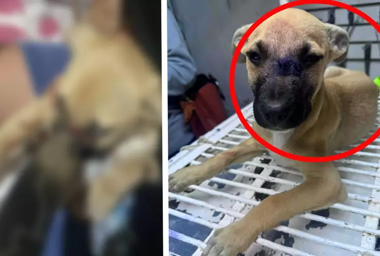 Taquero le encaja cuchillo a un cachorro en la cara, en Celaya.