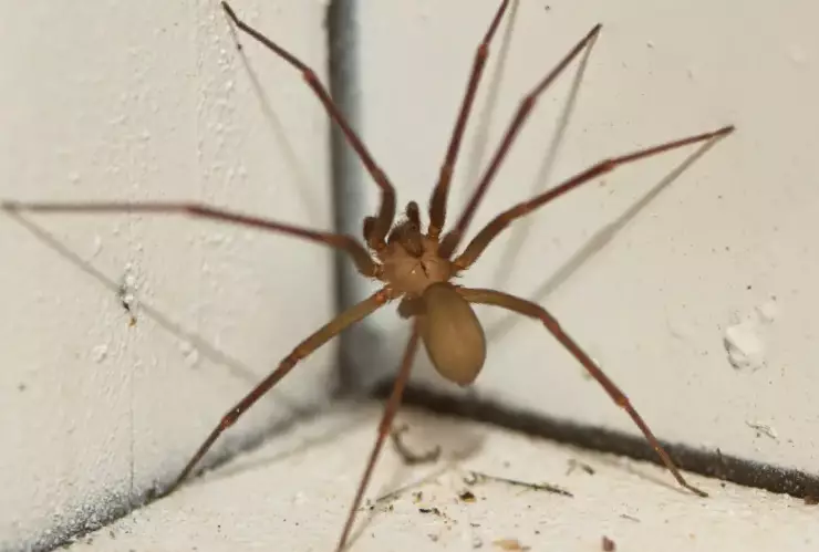 araña violinista.jpg