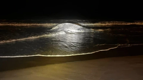 Ballena muerta en playa de Mazatlán 2025 