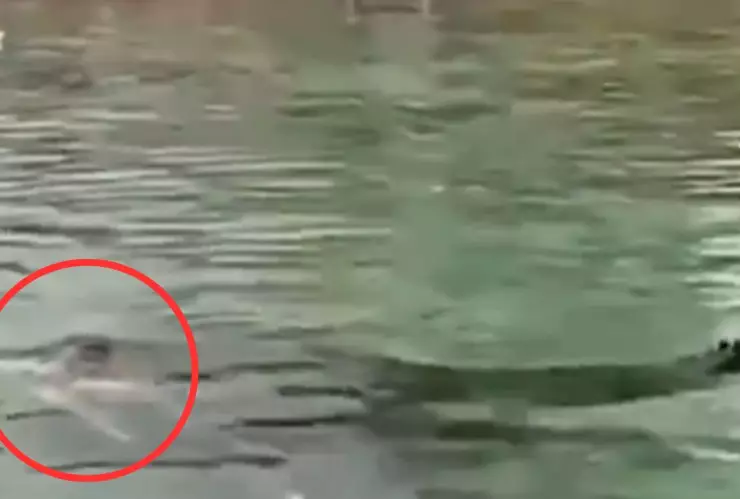 cocodrilo en Indonesia