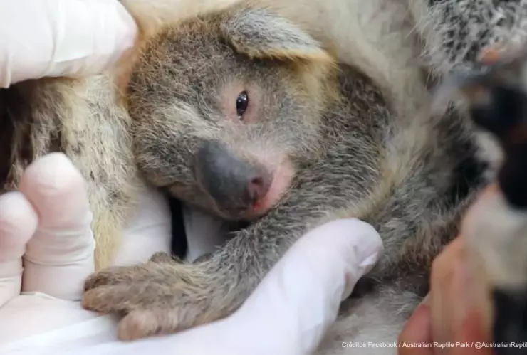 nace koala australia.jpg