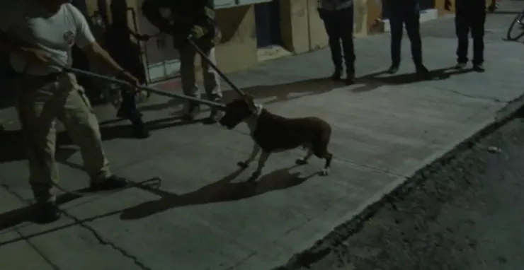 Pitbull ataca a joven en guadalajara.jpg