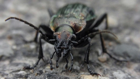 VIDEO: Escarabajos Bombarderos se multiplican; ¿Son un peligro para los humanos?